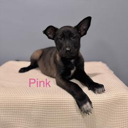 Pink - Black sable female Belgian Malinois puppy in Muskegon, Michigan from Red Acres Working Line K9s