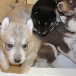Siberian Husky puppies from Rebel Huskys