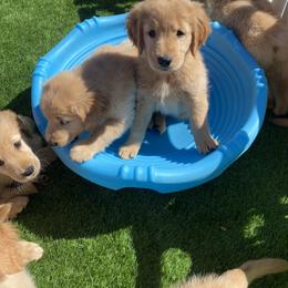 Golden Retriever Puppies from Martinez Desert Goldens