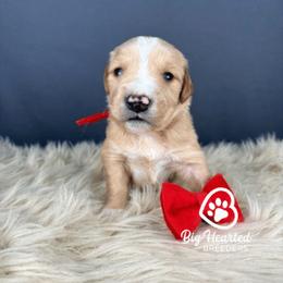 Rome - Cream male Companion Cross puppy in Utah County, Utah from Big Hearted Breeders