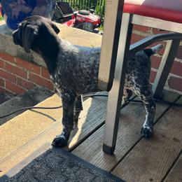 Black Girl 9087 - Black and white female German Shorthaired Pointer puppy in Spring Hope, North Carolina from Hogan’s Lowrider Hounds