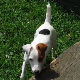 Cupcake - Jack Russell Terrier