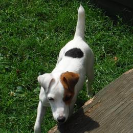Cupcake - Jack Russell Terrier