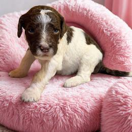 Button - Parti female Goldendoodle puppy in Ellenburg Center, New York from Kristin's Puppies