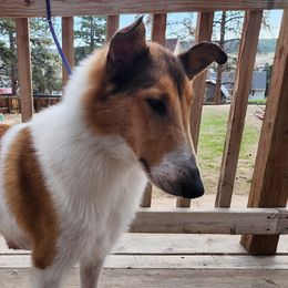 Nessie - Collie