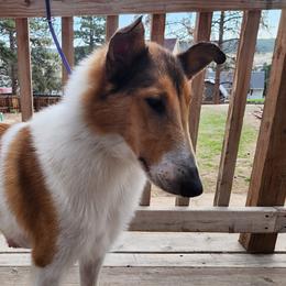 Nessie - Collie