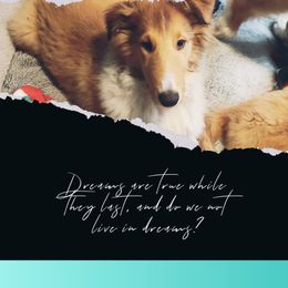 Asbury - Collie puppy from The Hart of Fair Bluffs Collies