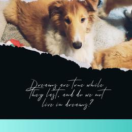 Asbury - Collie puppy from The Hart of Fair Bluffs Collies