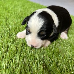 Athena - Black tri female Miniature American Shepherd puppy in Troy, Ohio from Wiggle Wags Miniature American Shepherds