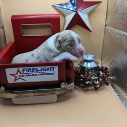 Australian Shepherd Puppies from Firelight Australian Shepherds