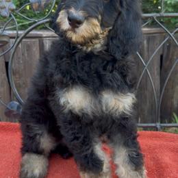 Mocha - Phantom female Bernedoodle puppy in Aubrey, Texas from Four Willows Farm