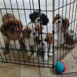 Australian Shepherd and Cavalier King Charles Spaniel Puppies from FairWilde