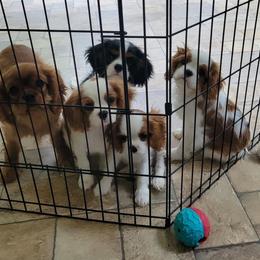 Australian Shepherd and Cavalier King Charles Spaniel Puppies from FairWilde