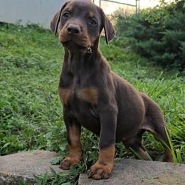 Envy - Red and rust female Doberman Pinscher puppy in Lebanon, Ohio from Lady Mae Bassets & Doberman