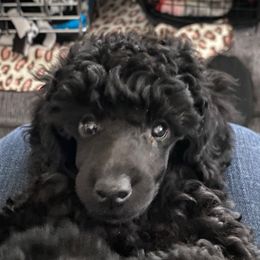 Poodle Puppies from Kalein Show Dogs