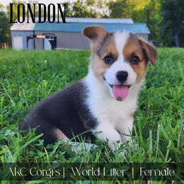 London - Black and tan female Pembroke Welsh Corgi puppy in Pine Village, Indiana from NL Horsemanship