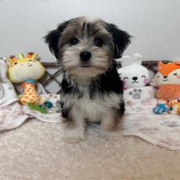 Handsome Parti Coloration Male - Parti male Yorkshire Terrier puppy in Benson, Arizona from Happy Tails Yorkies