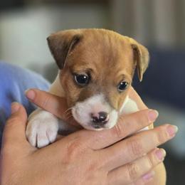 Luke - White and red male Rat Terrier puppy in Webb City, Missouri from Rocking 4C