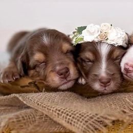 Miniature Australian Shepherds from Little Brazos Aussies