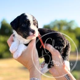 Buzz - Orange - Tri-color male Bernedoodle puppy in Rockwall, Texas from Glory Doodles