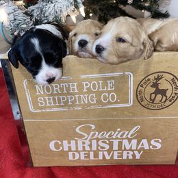 Cavalier King Charles Spaniel and Cavapoo Puppies from K’s Cavys