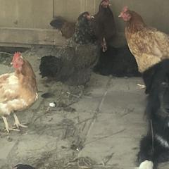 Karakachans from Dominion Farms Karakachans