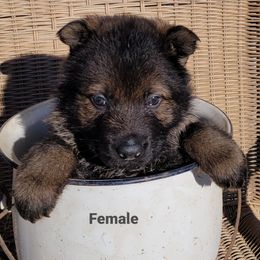 German Shepherd Puppies from Argohof Shepherds