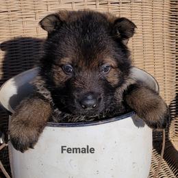 German Shepherd Puppies from Argohof Shepherds