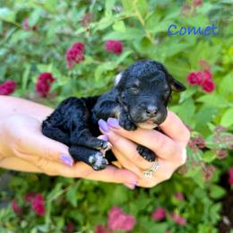 Comet - Phantom male Bernedoodle puppy in Midland, Michigan from Northern Charm Farm
