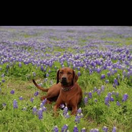 Rhodesian Ridgeback Puppies from Zambezi River Ridgebacks