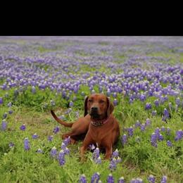 Rhodesian Ridgeback Puppies from Zambezi River Ridgebacks