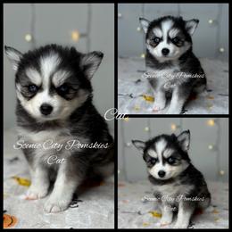 The Cat - Black and white male Pomsky puppy in Rossville, Georgia from Scenic City Pomskies