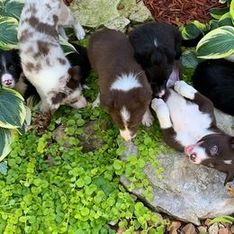 Border Collies from Bent Creek Border Collies