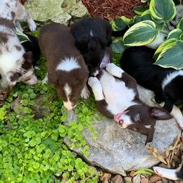 Border Collies from Bent Creek Border Collies