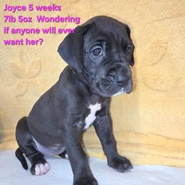 Joyce - Black female Great Dane puppy in Bay City, Michigan from Monarch Danes