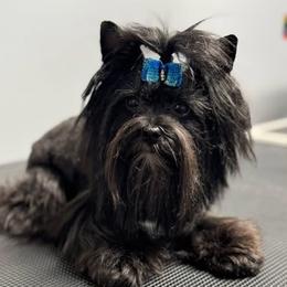 Frankie - Yorkshire Terrier