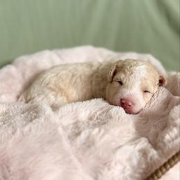 Lewis - Cream male Aussiedoodle puppy in Allen, Texas from Calena’s Doodles
