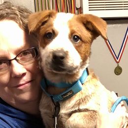 Boy 04 Dr blue - Australian Cattle Dog puppy from 6pk Cattledogs