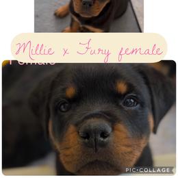 Hot pink collar female - Black and mahogany female Rottweiler puppy in Birmingham, Alabama from K&B Rotts