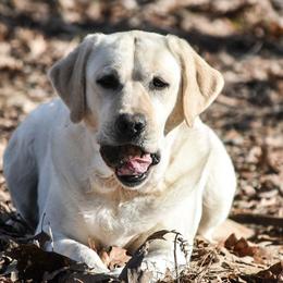 FIFA - Labrador Retriever