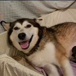 Alaskan Malamute Puppies from ArctiCircle Alaskan Malamutes