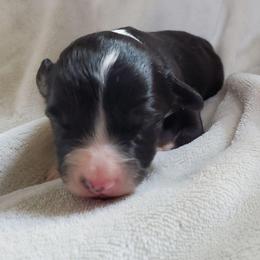 Fozzie - Black male Sheepadoodle puppy in Bellevue, Iowa from Fluffy Wonders Poms and Doodles