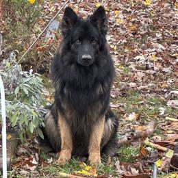 Odin - German Shepherd