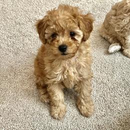 Poodle Puppies from ItalianToyPoodles