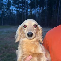 Lady - Dachshund