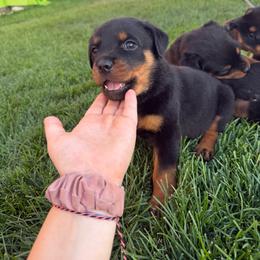Poohbear - Black and rust male Rottweiler puppy in Eagle Mountain, Utah from Woolley Darlings