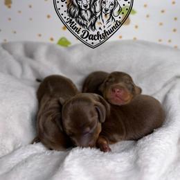 Dachshund puppies from Dippin’ Dachs Mini Dachshunds