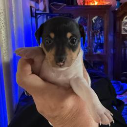 Pup E - White black and tan female Toy Fox Terrier puppy in Clermont, Florida from Debbie Hiles's Toy Fox Terriers