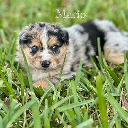 Miniature Australian Shepherd Puppies from Fuller’s Fluffy Friends