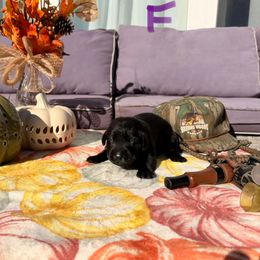 Purple Girl - Black female Labrador Retriever puppy in Talking Rock, Georgia from Bethel Woods Kennels